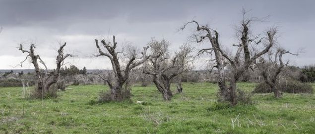 A proposito della faccenda xylella…