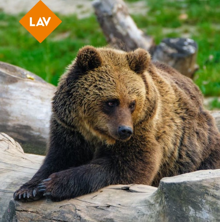 Il Consiglio di Stato salva dall’abbattimento gli orsi del Trentino.