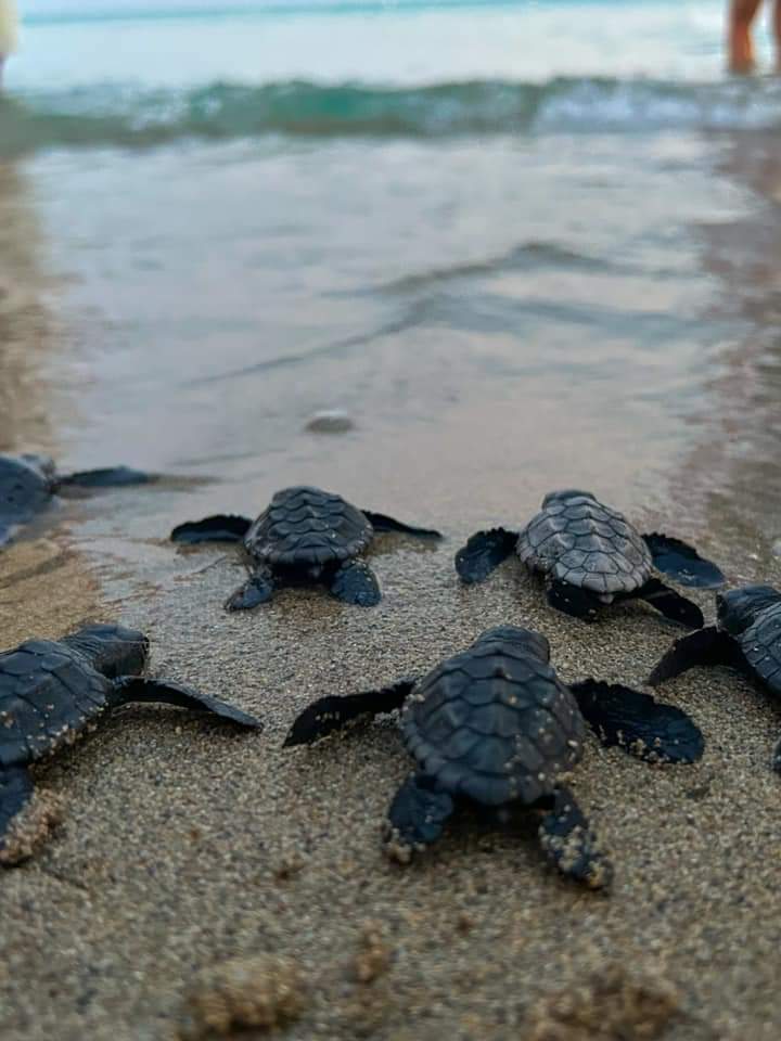 La sorprendente schiusa di 33 tartarughine sulla spiaggia dell’Apulia Robinson Village, Riva di Ugento. Ecco la descrizione dell’evento dal Museo Naturale di Calimera