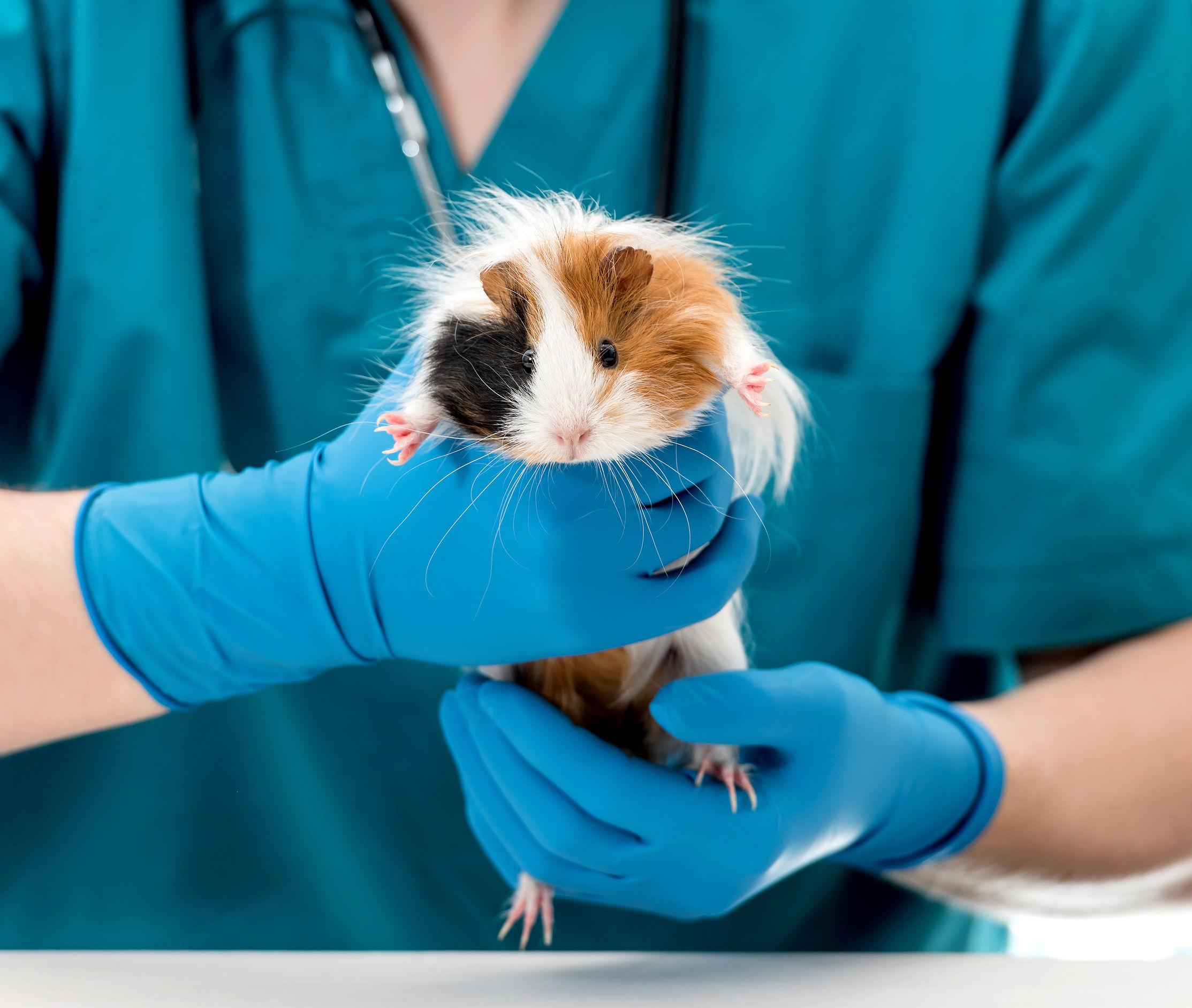 La Commissione europea sostiene l’eliminazione graduale dell’uso di animali negli esperimenti e nei test chimici, ma ignora i desideri dei cittadini sui cosmetici (ISDE News)