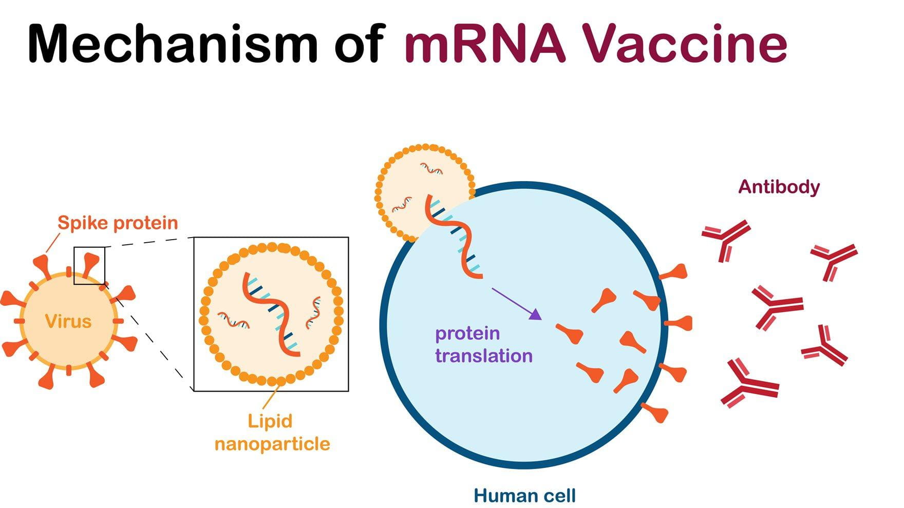 L’Ufficio Europeo dei Brevetti invalida brevetto mRNA di Moderna per vaccino antiCovid